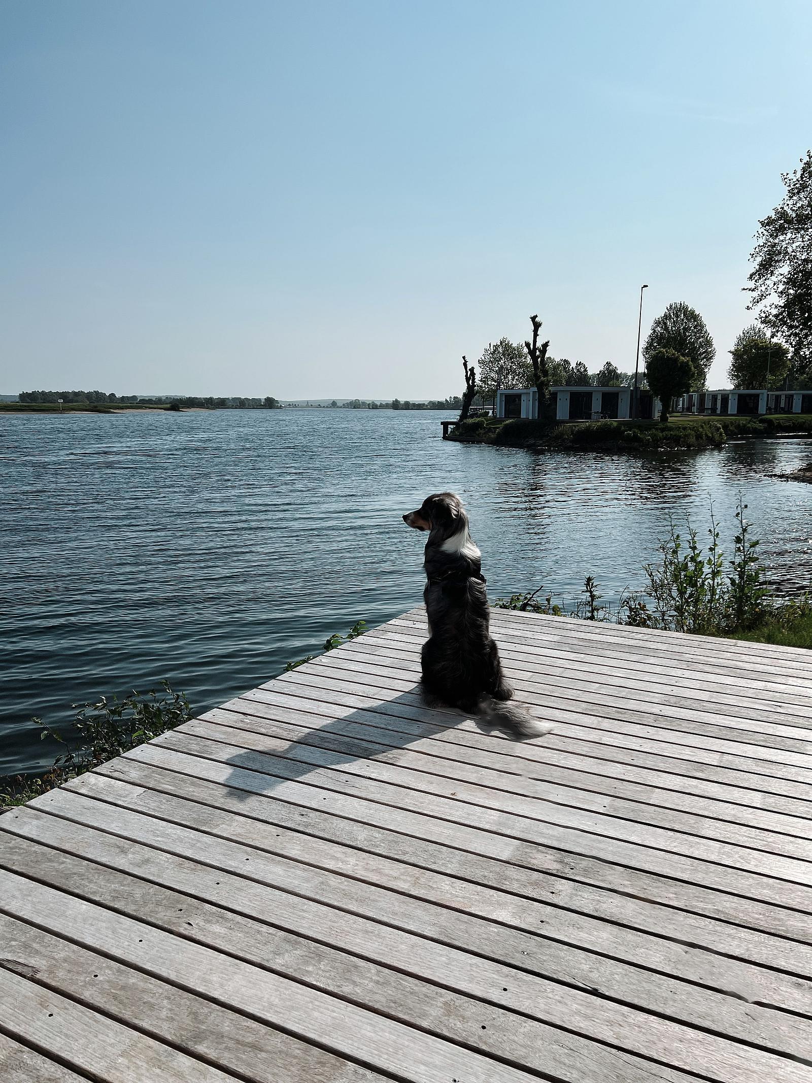vacation home gelderland with dog