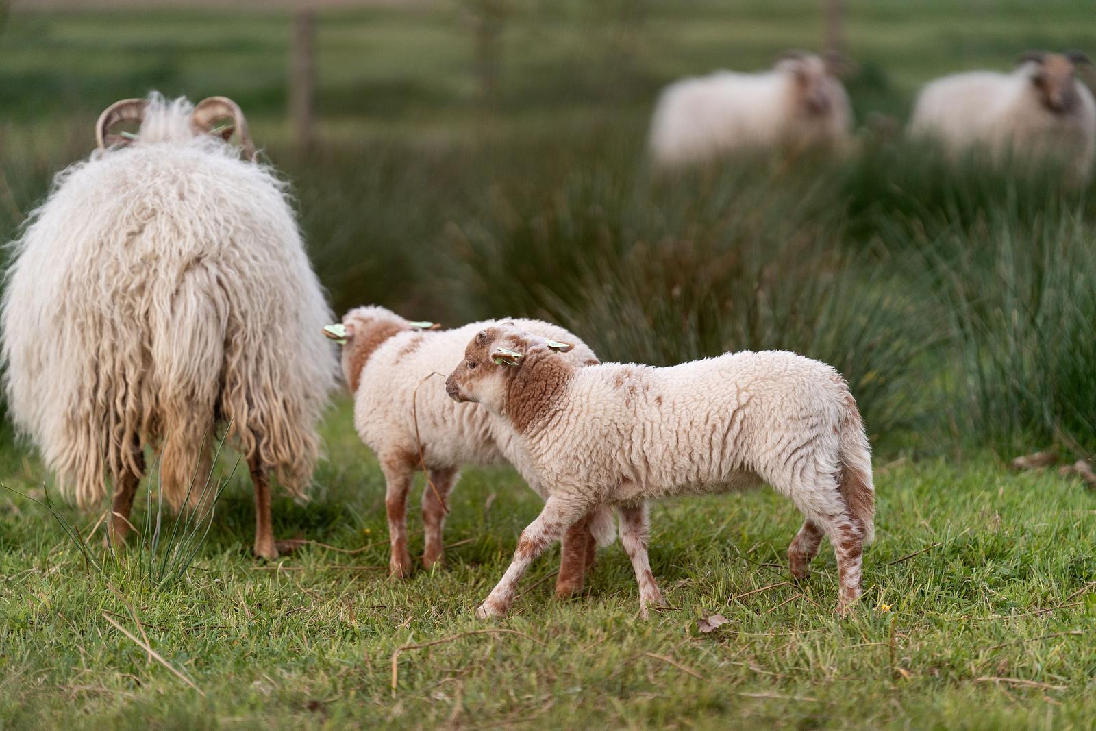 Buiteninn schapen