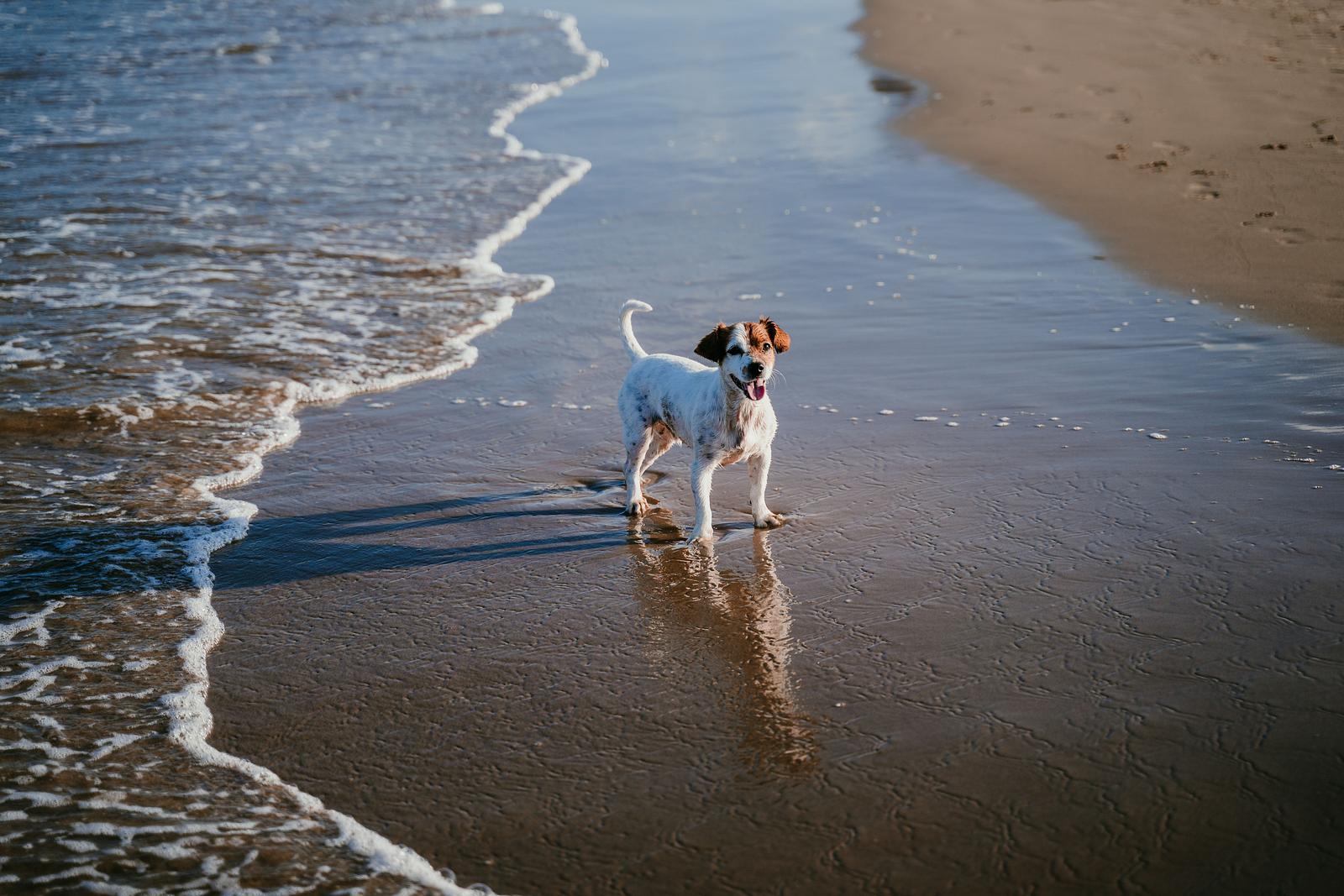 Met de hond naar Callantsoog