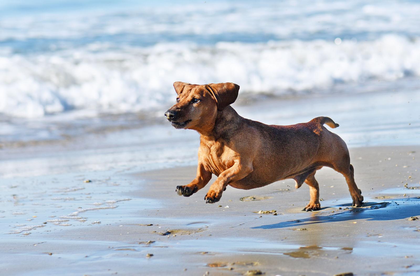 Met de hond naar Callantsoog