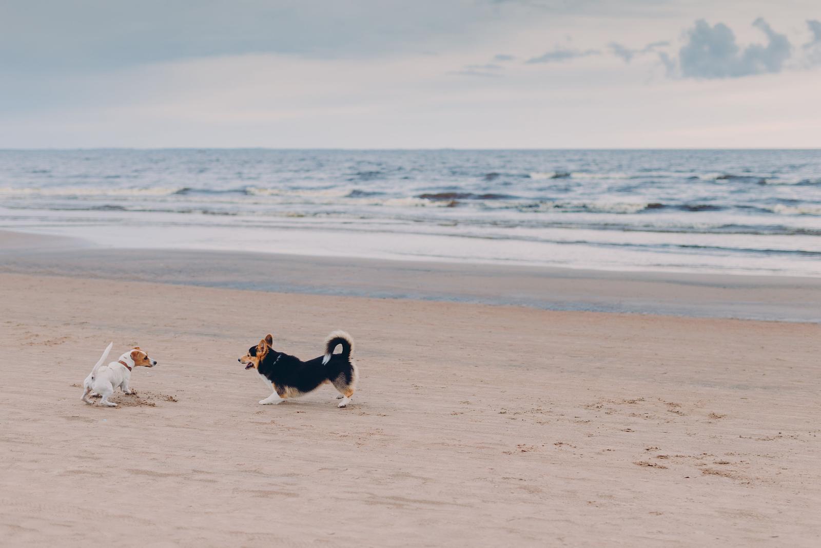 Met de hond naar Callantsoog