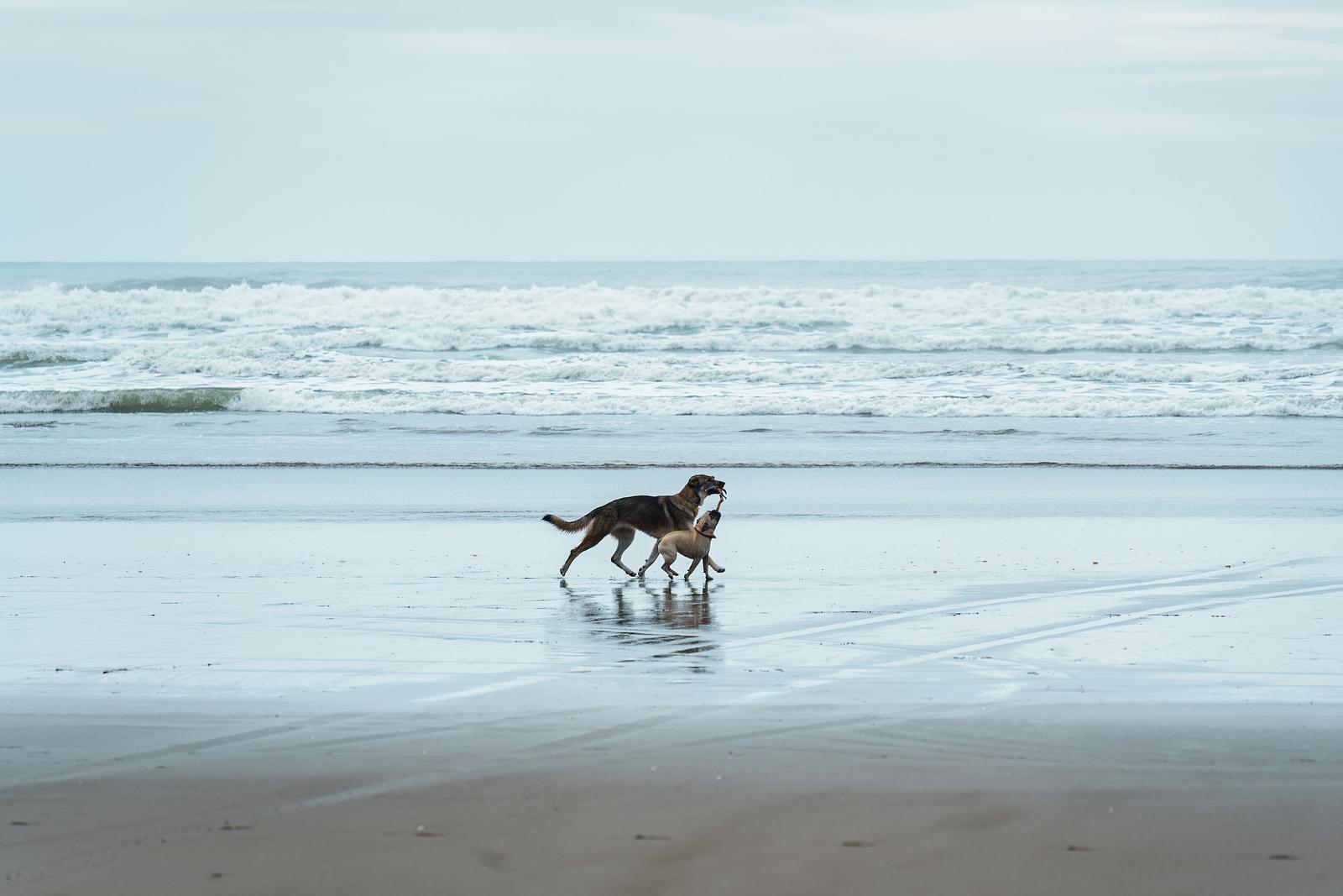 Met de hond naar Callantsoog