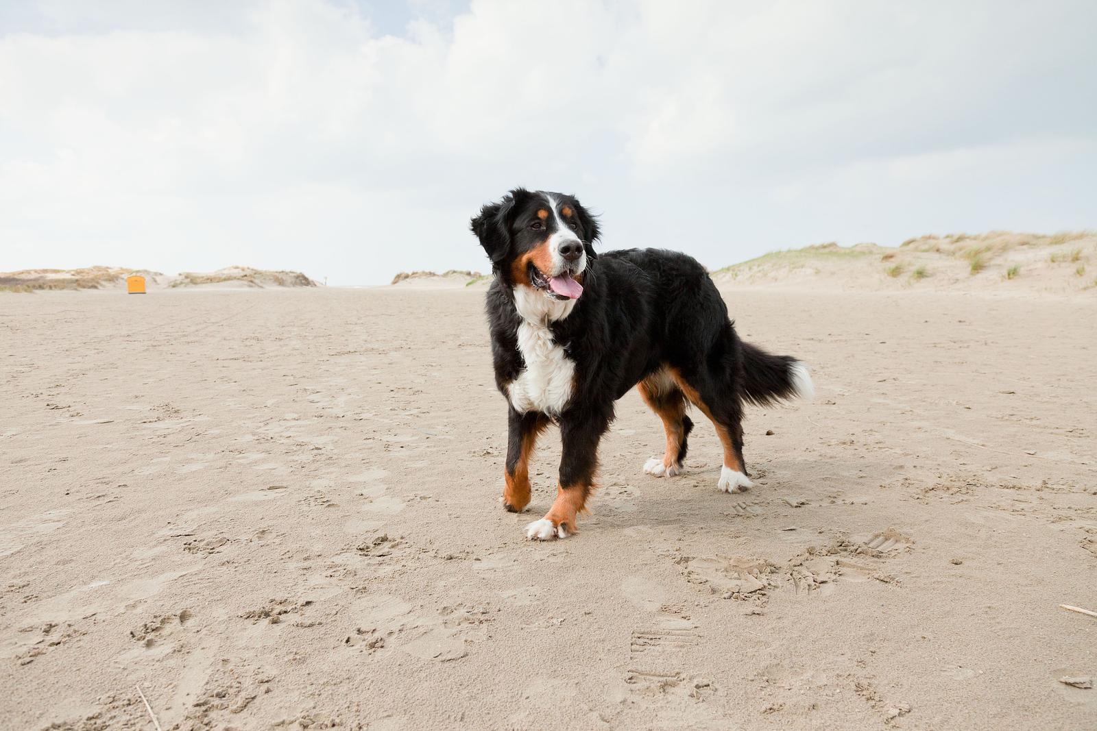 Met de hond naar Callantsoog