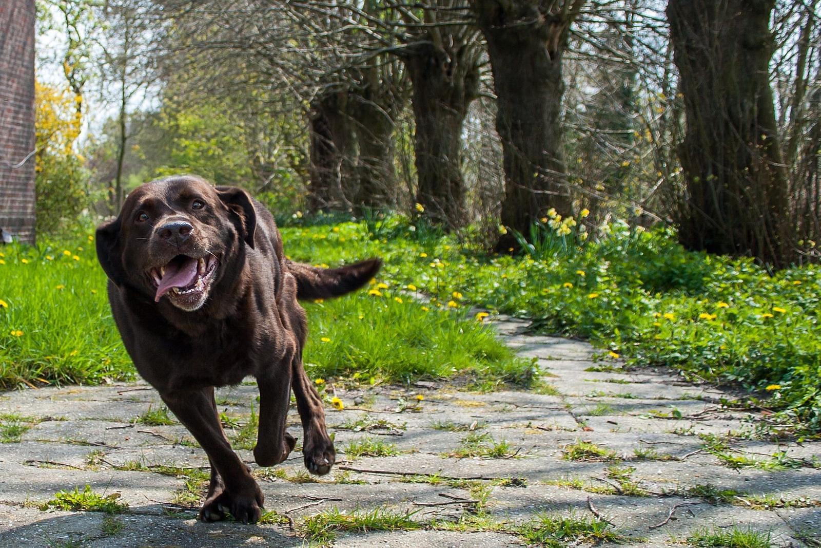 Vakantiepark Brabant met hond