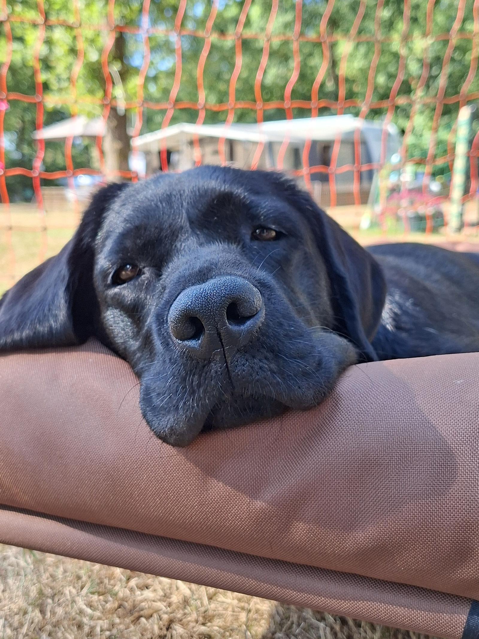Hond mee bij de tent