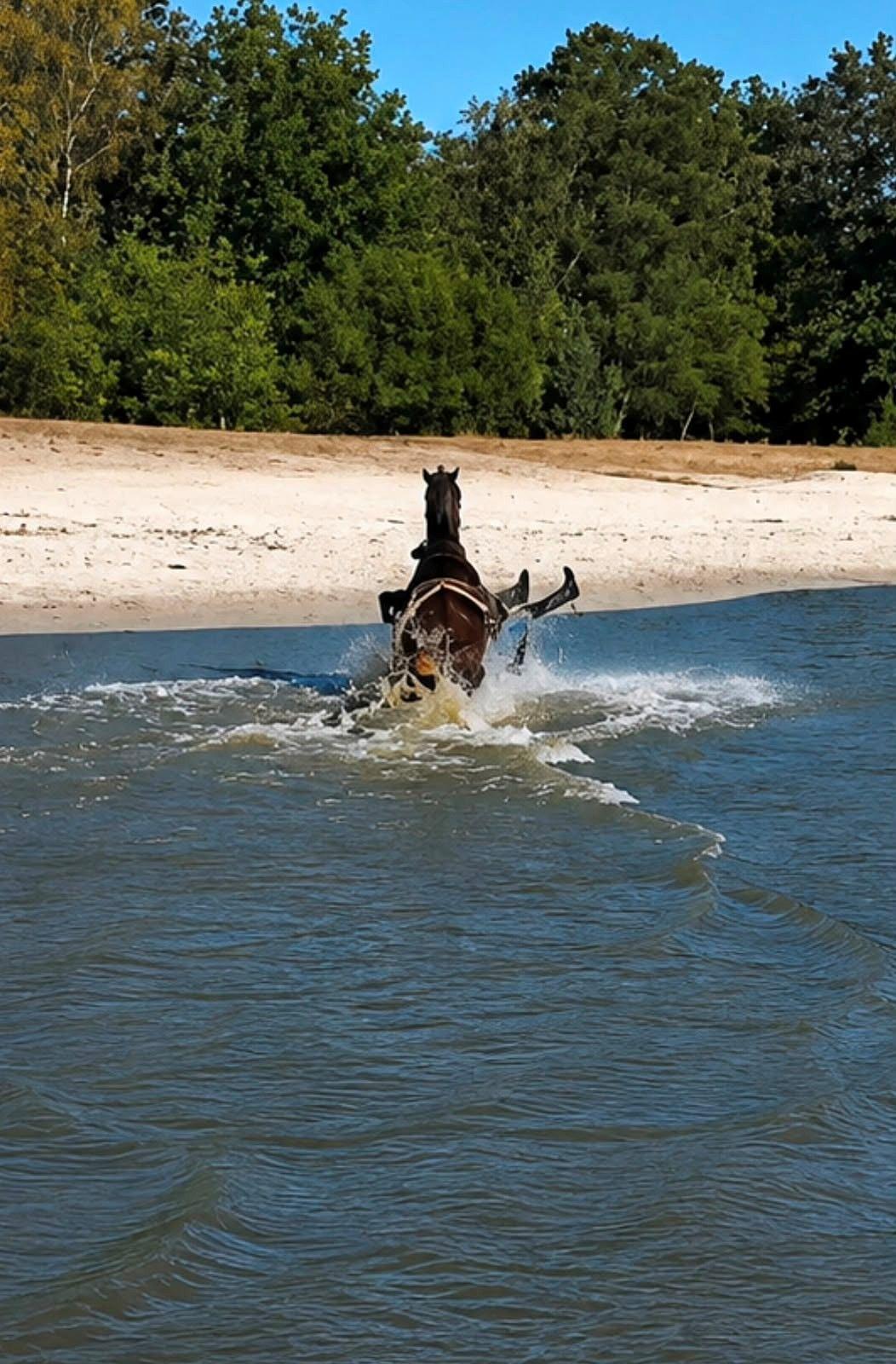paardenplons