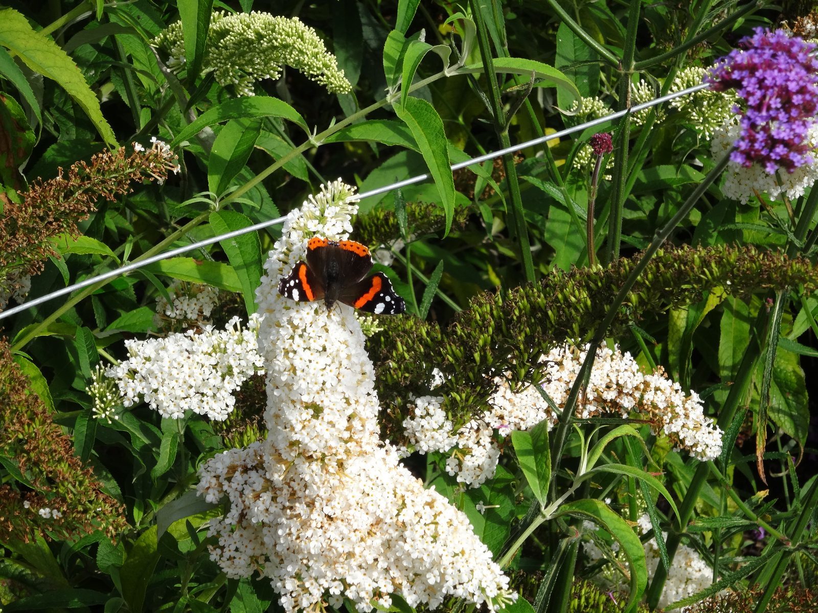 Excursie Loonse en Drunense Duinen