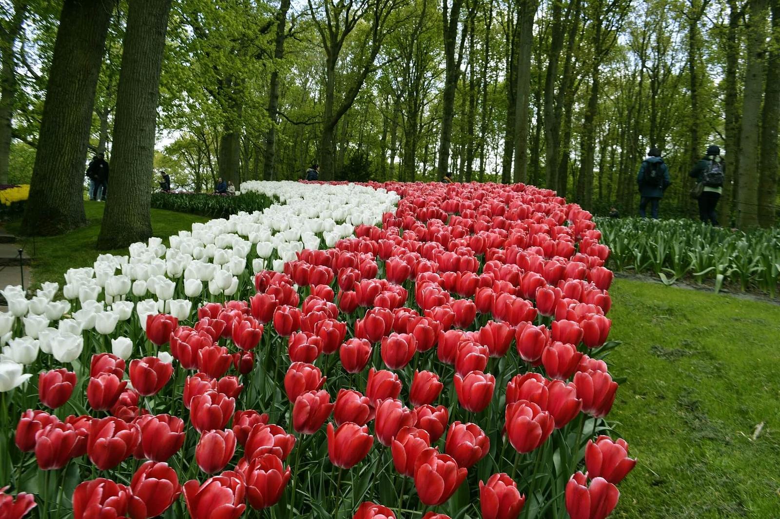 Tulpen im Keukenhof