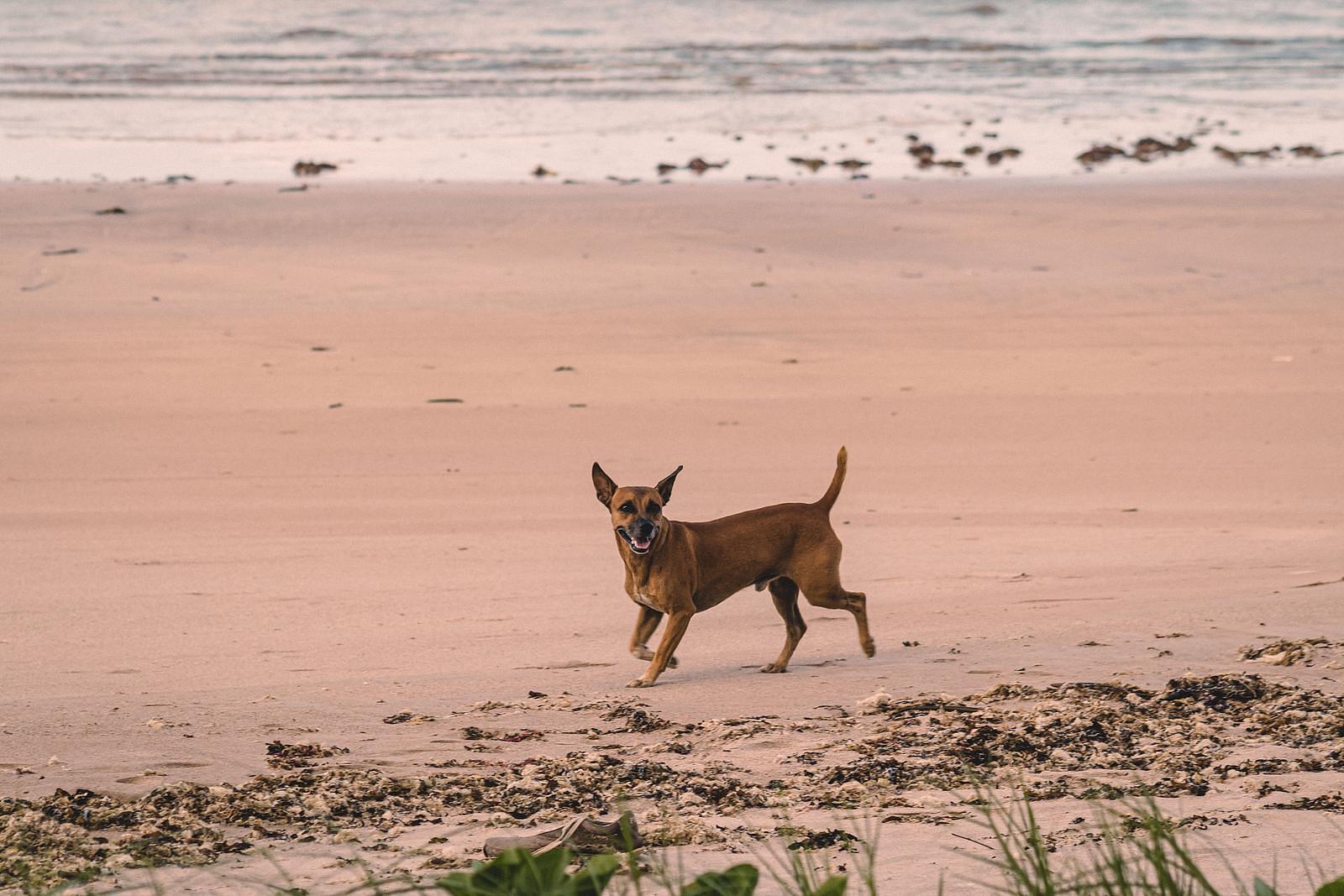 Strandhuisje met hond