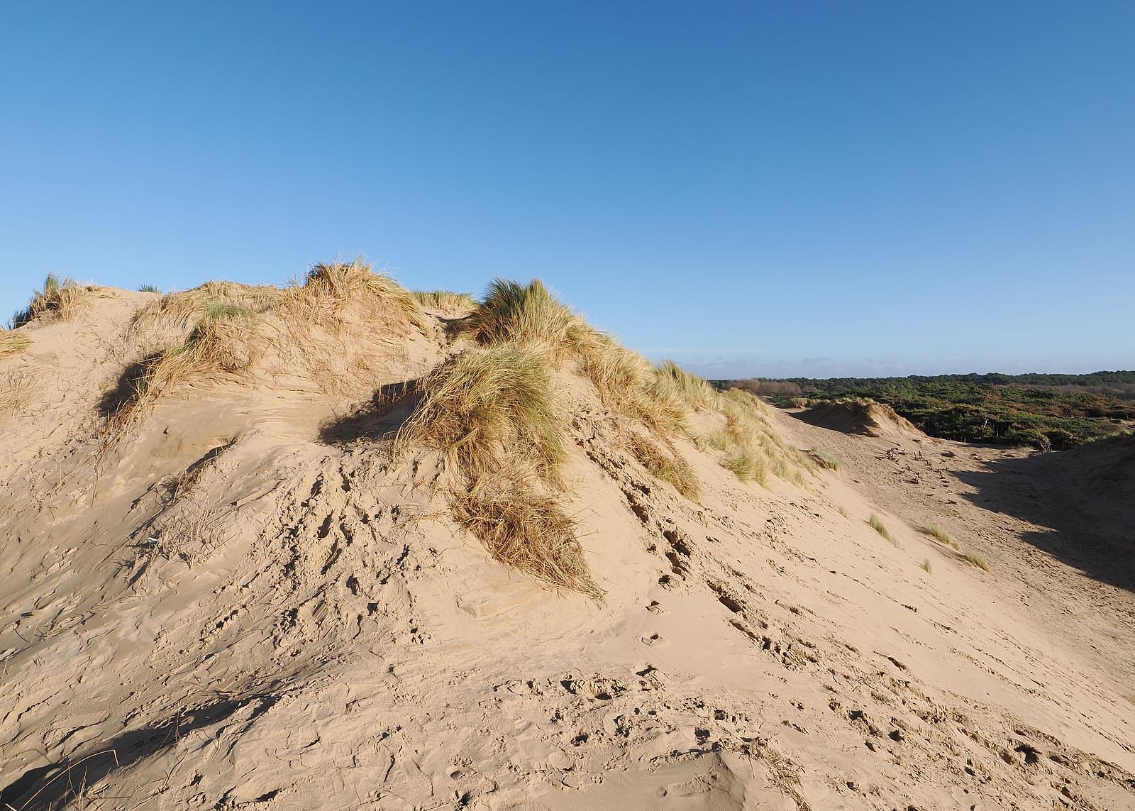 Natuurgebied Voornes duin