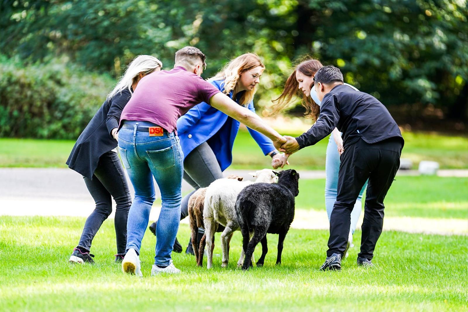 Team drijft schapen tijdens een heidag 