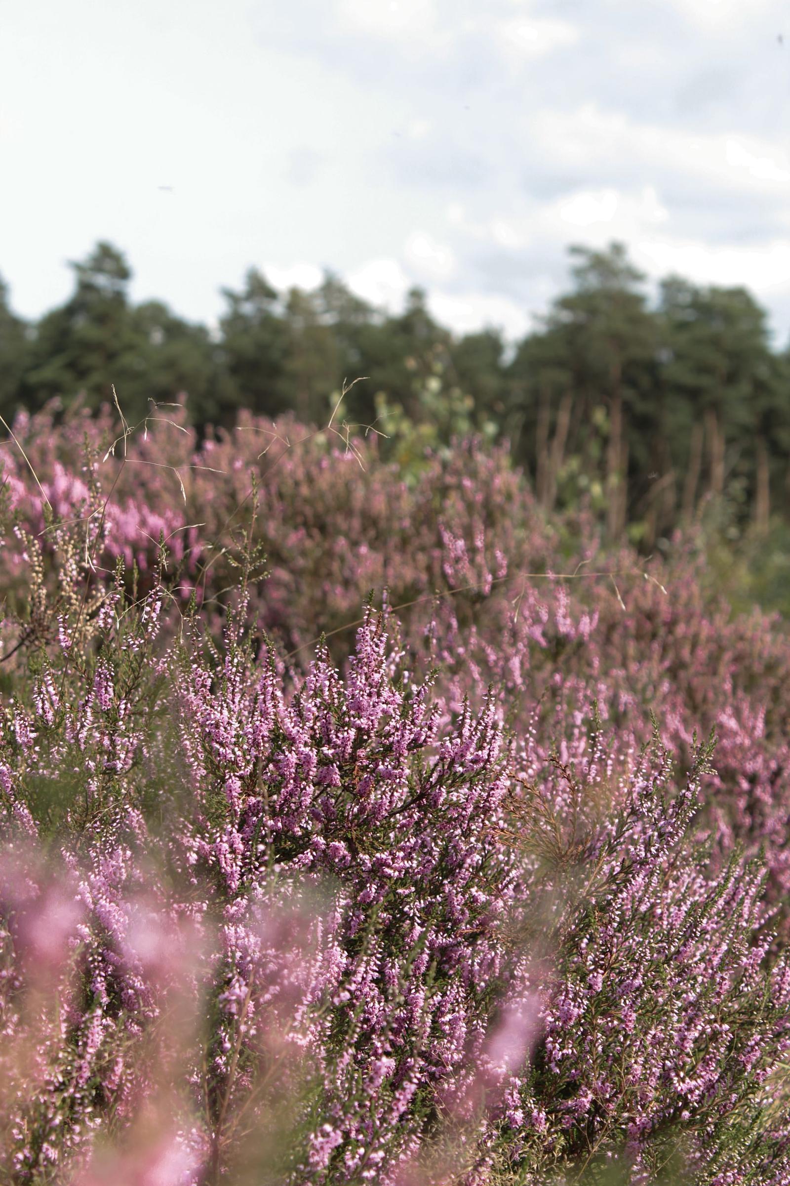 Mechelse heide