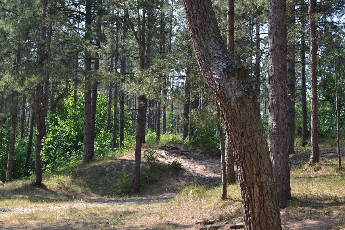 Forêt d'Ecault Forêt d'Ecault