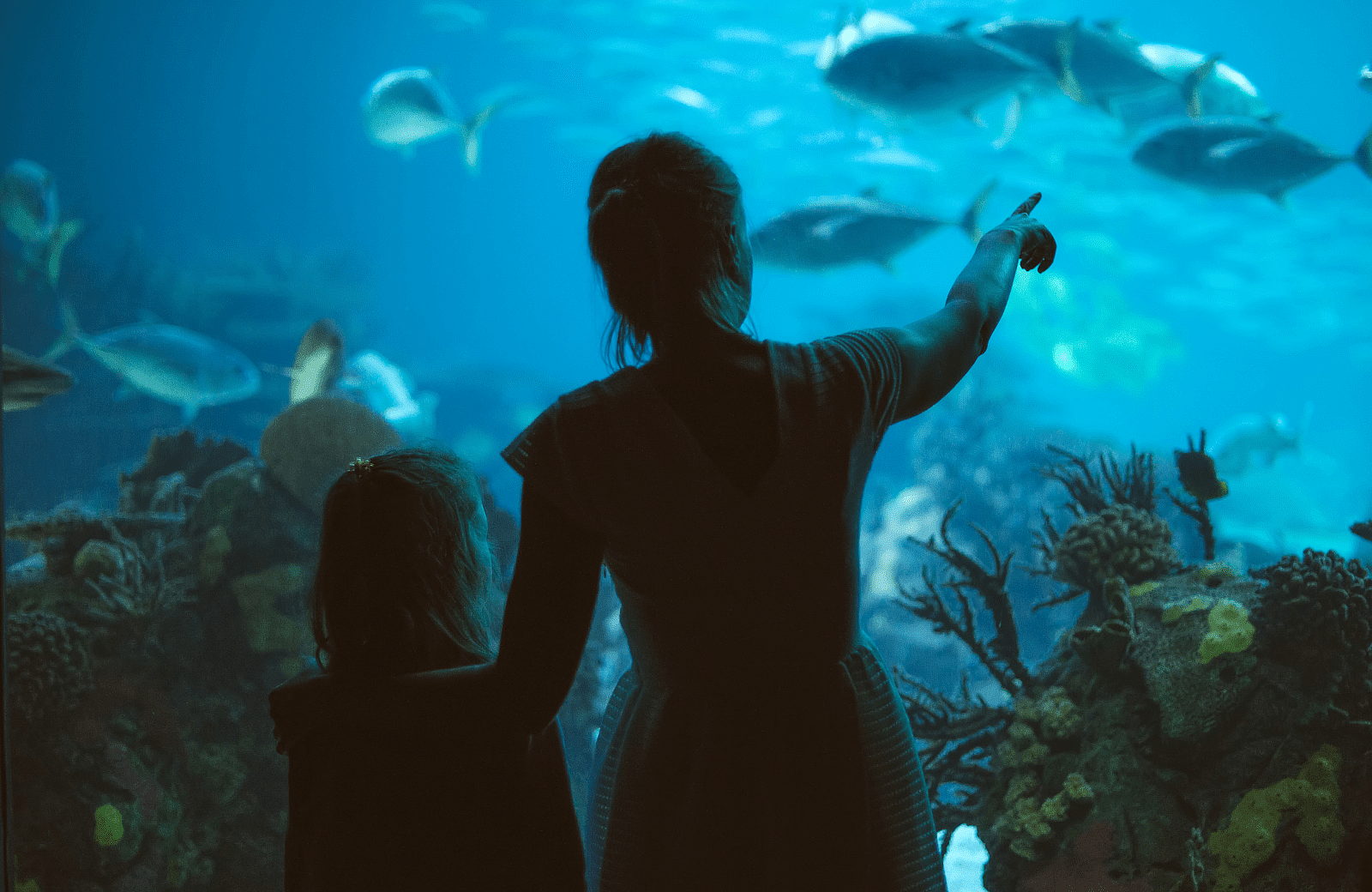 Besuch im Meeresaquarium nahe Egmond aan Zee