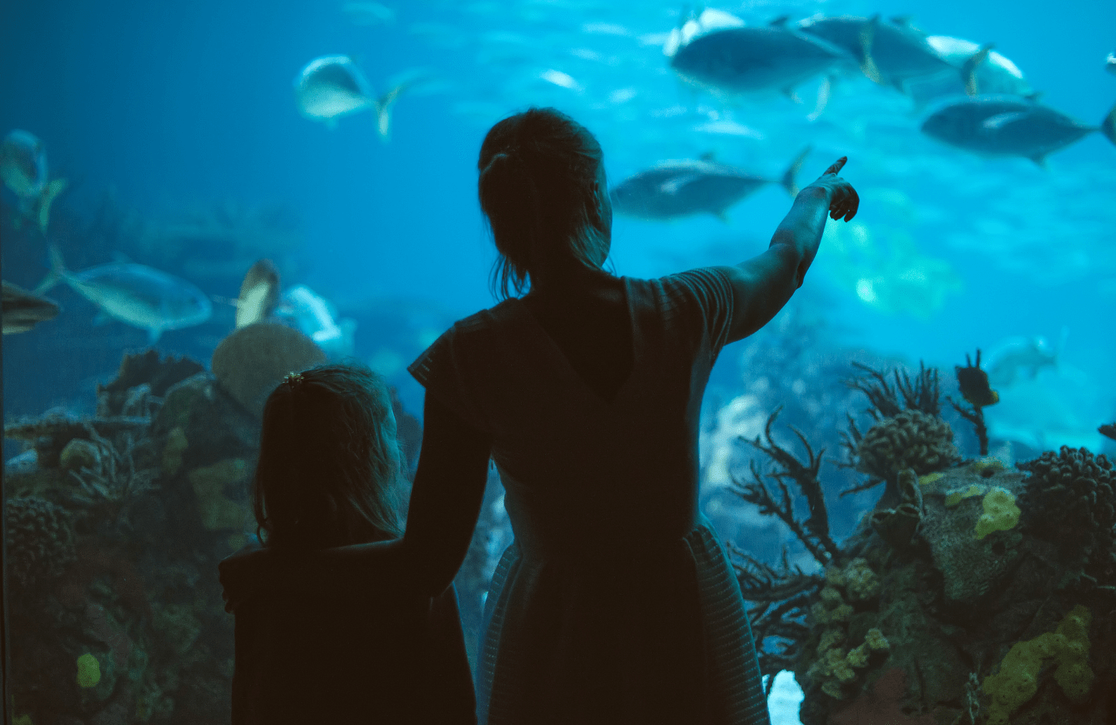 Besuch im Zee Aquarium mit Kindern nahe Egmond aan Zee