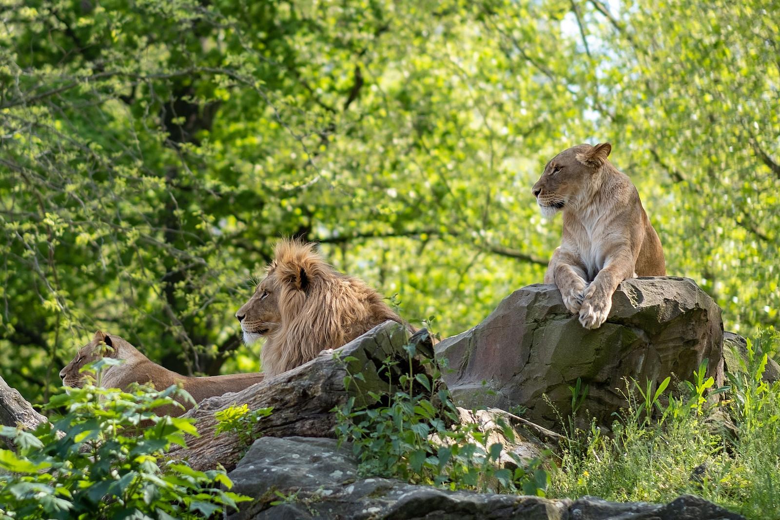 Eifel Zoo EuroParcs