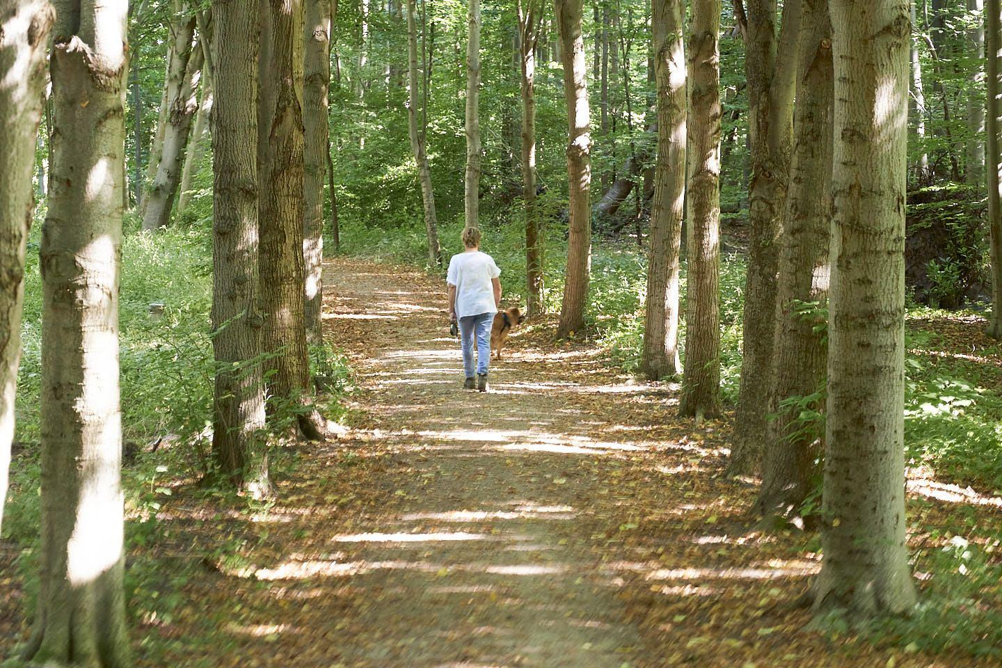 Wandelroute door het Kuinderbos bij Vakantiepark Eigen Wijze