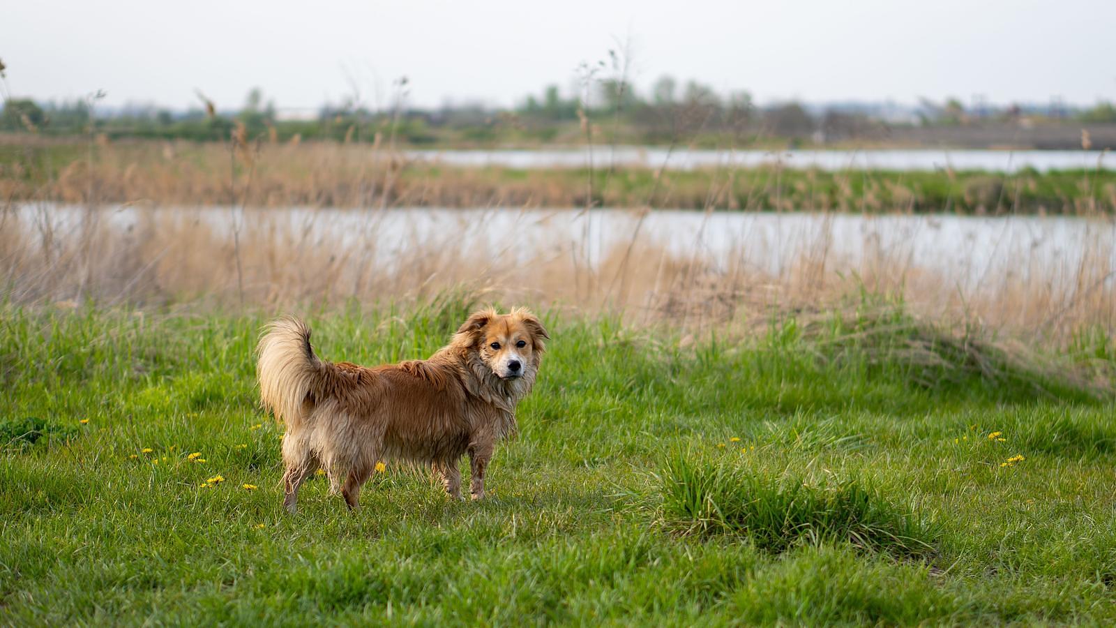 Luxe vakantiehuis met hond