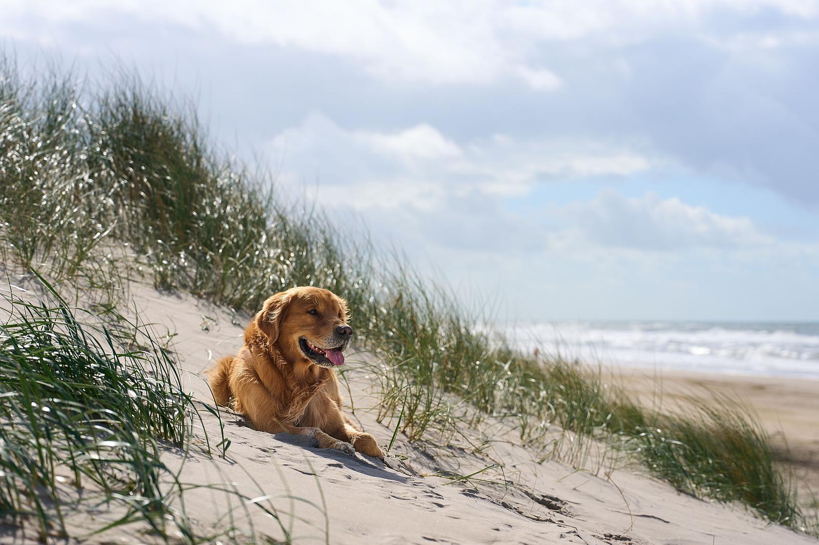Holiday home Zeeland with dog