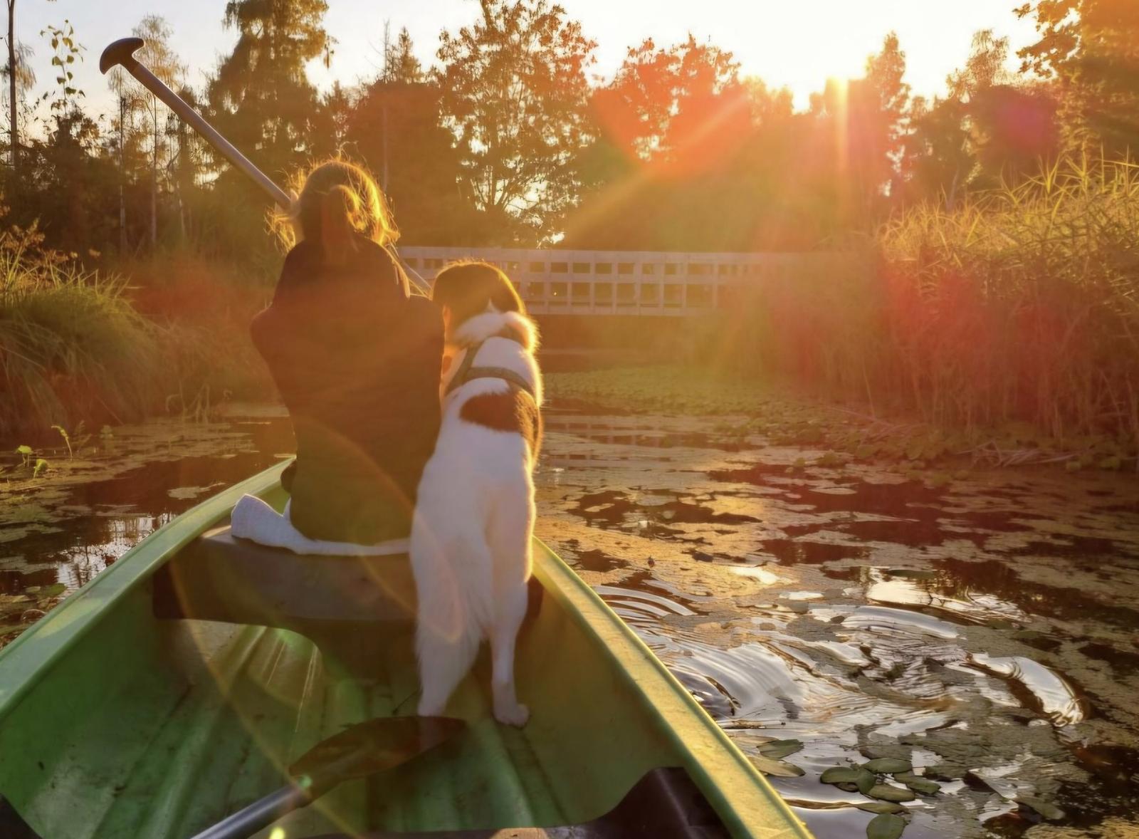 Ausflug mit Hund