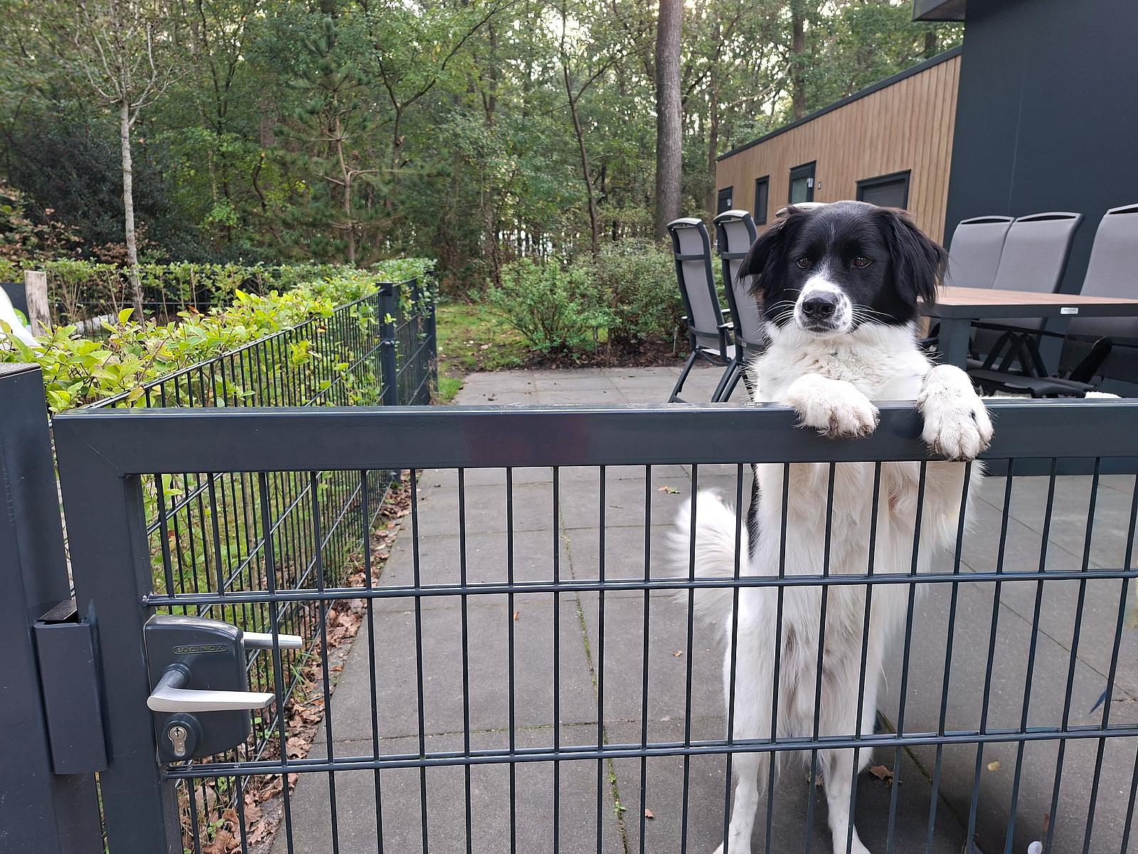 Hunde