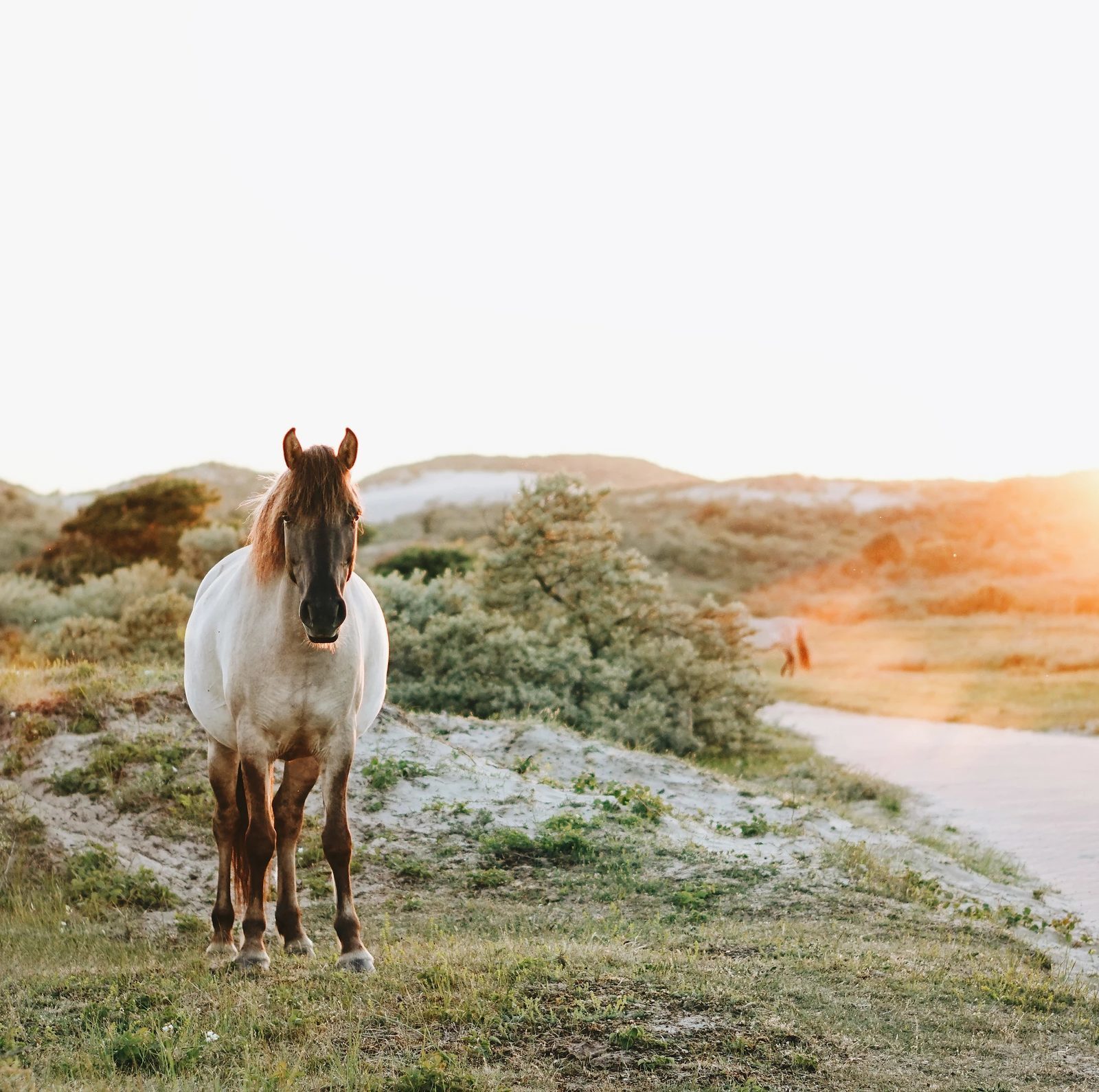 Hike Oranjezon nature reserve horse Zeeland