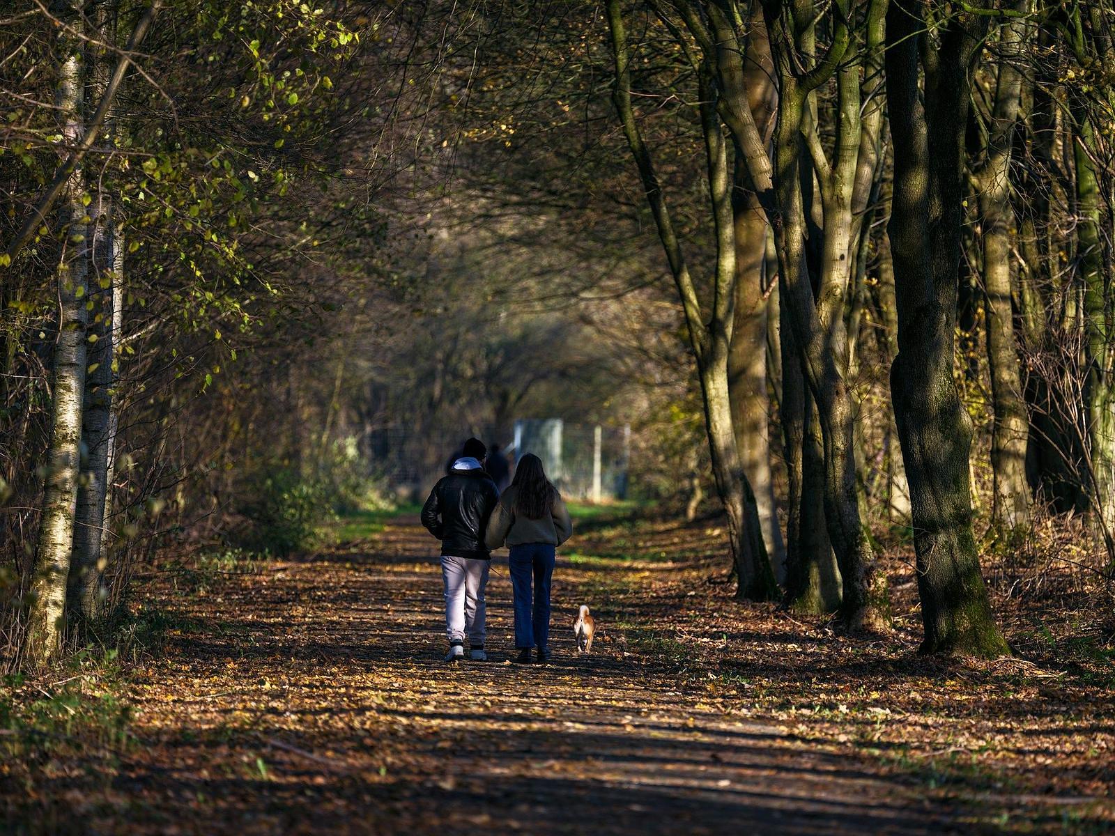 Vakantiehuisje met hond Veluwe