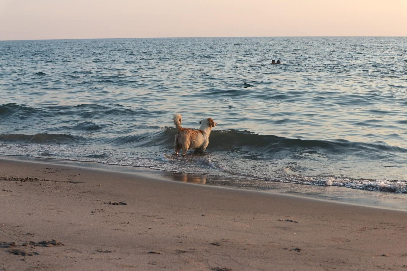 Vakantiepark Noord-Holland met hond
