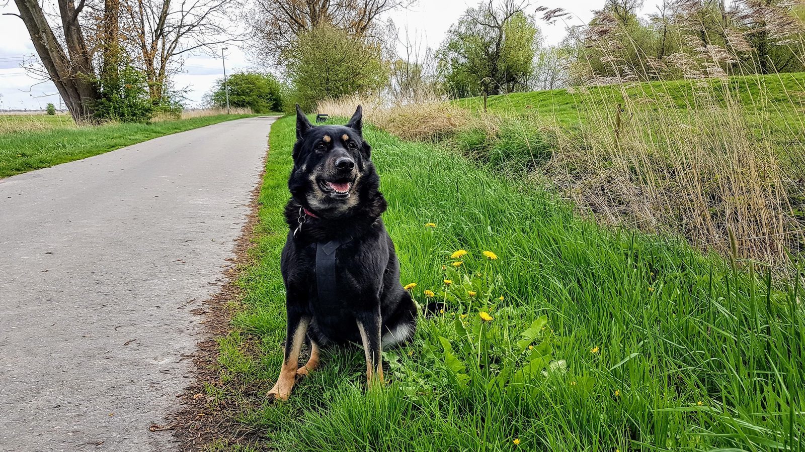 Holiday home with dog