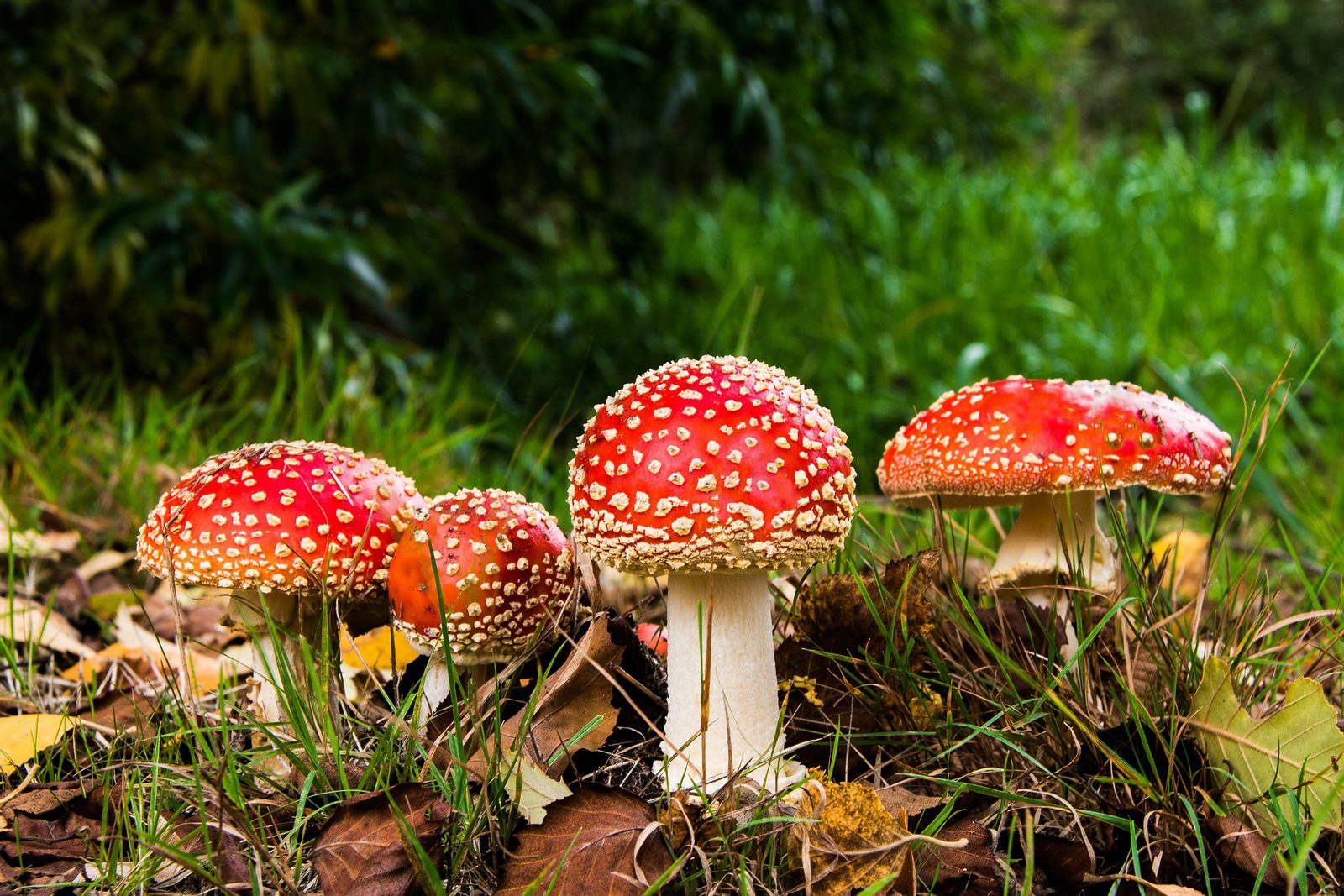 Autumn Holidays 