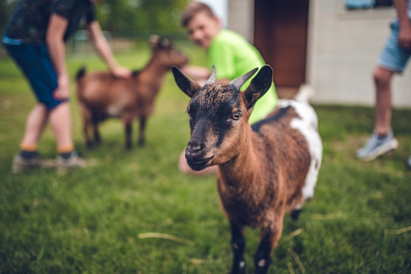 Animal pasture