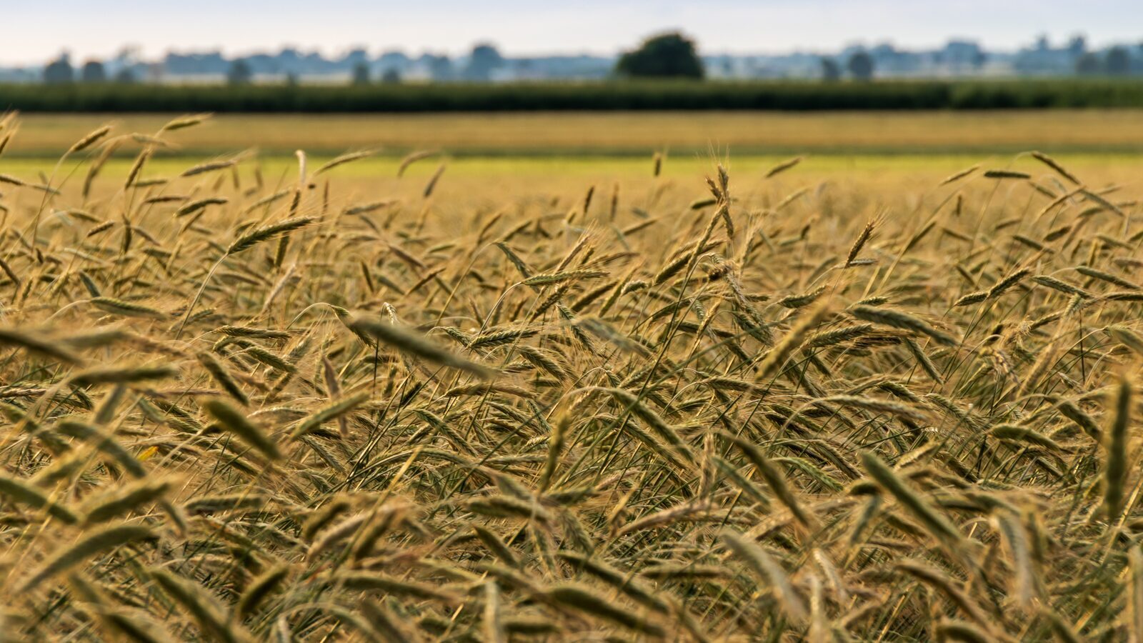 Mais-Irrgarten Voorthuizen