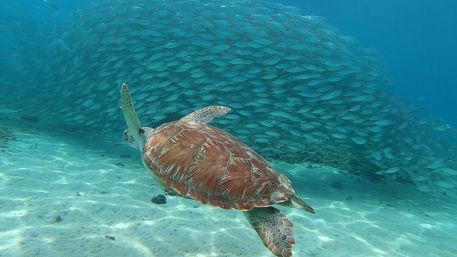 Bahia Diving