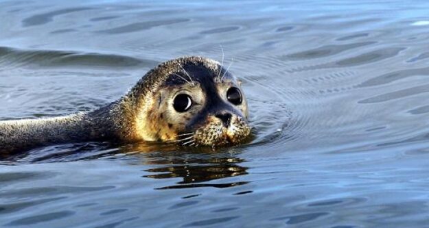 Zeehond 