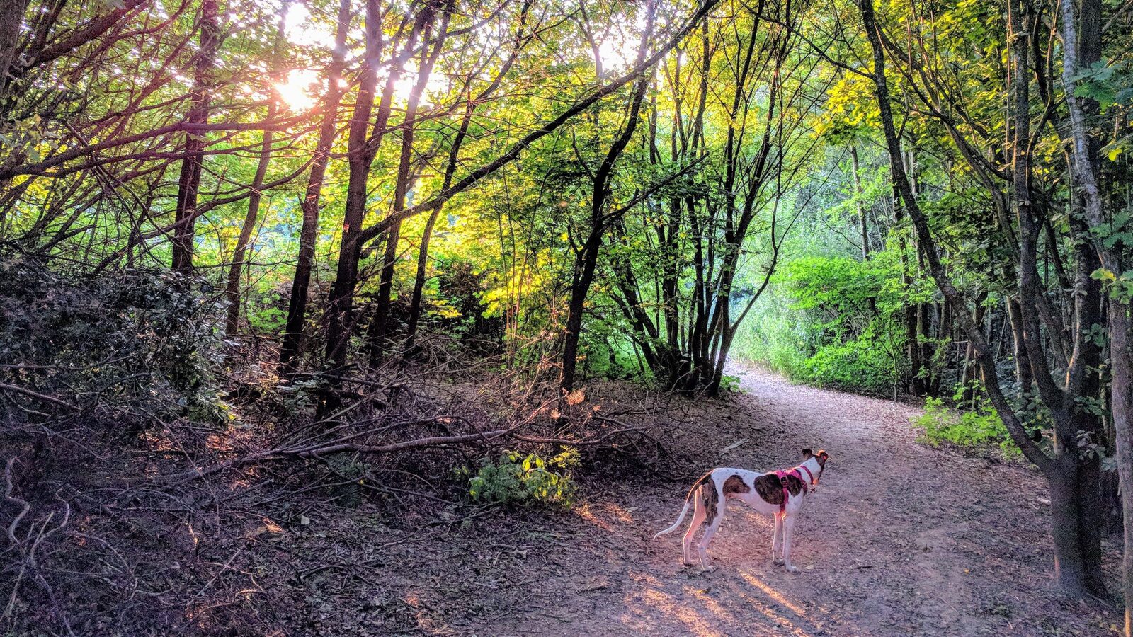 Off–leash area Roekelsebos