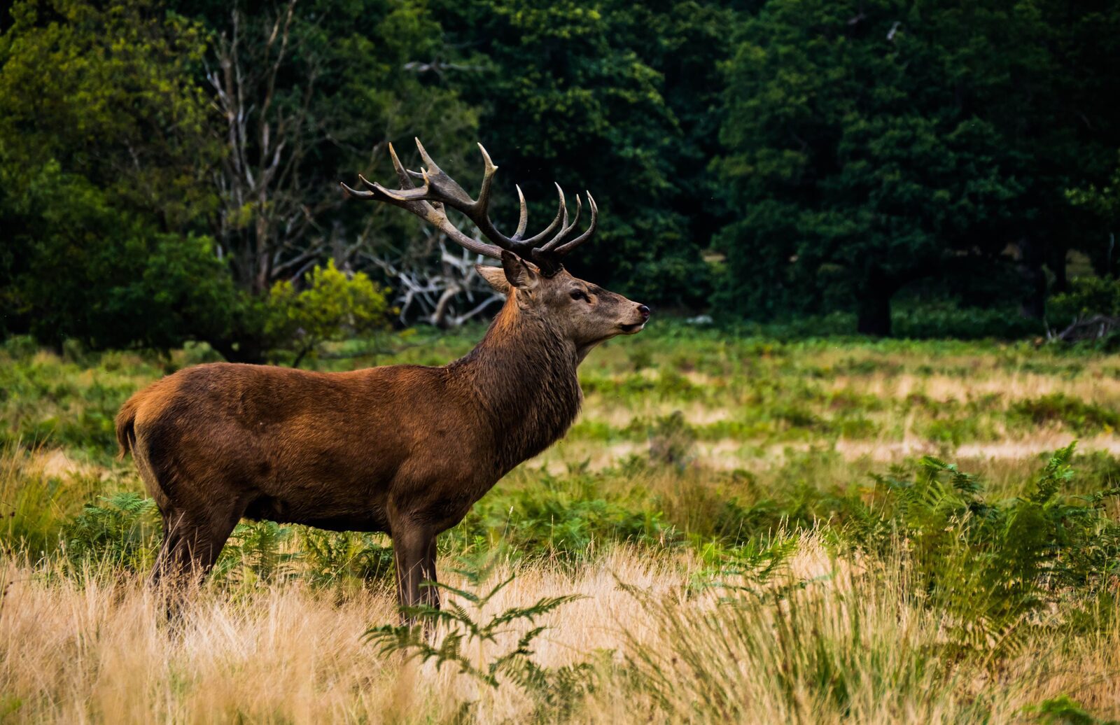 Holiday park Hoge Veluwe