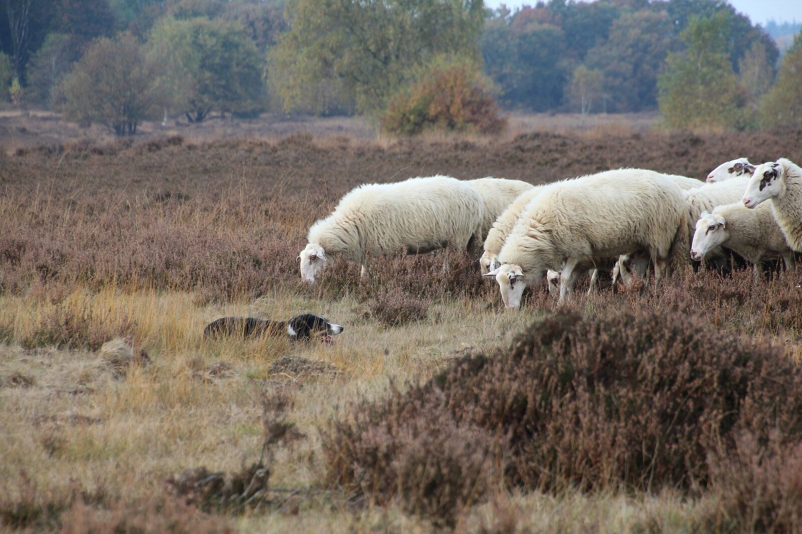 Gelderland Regions