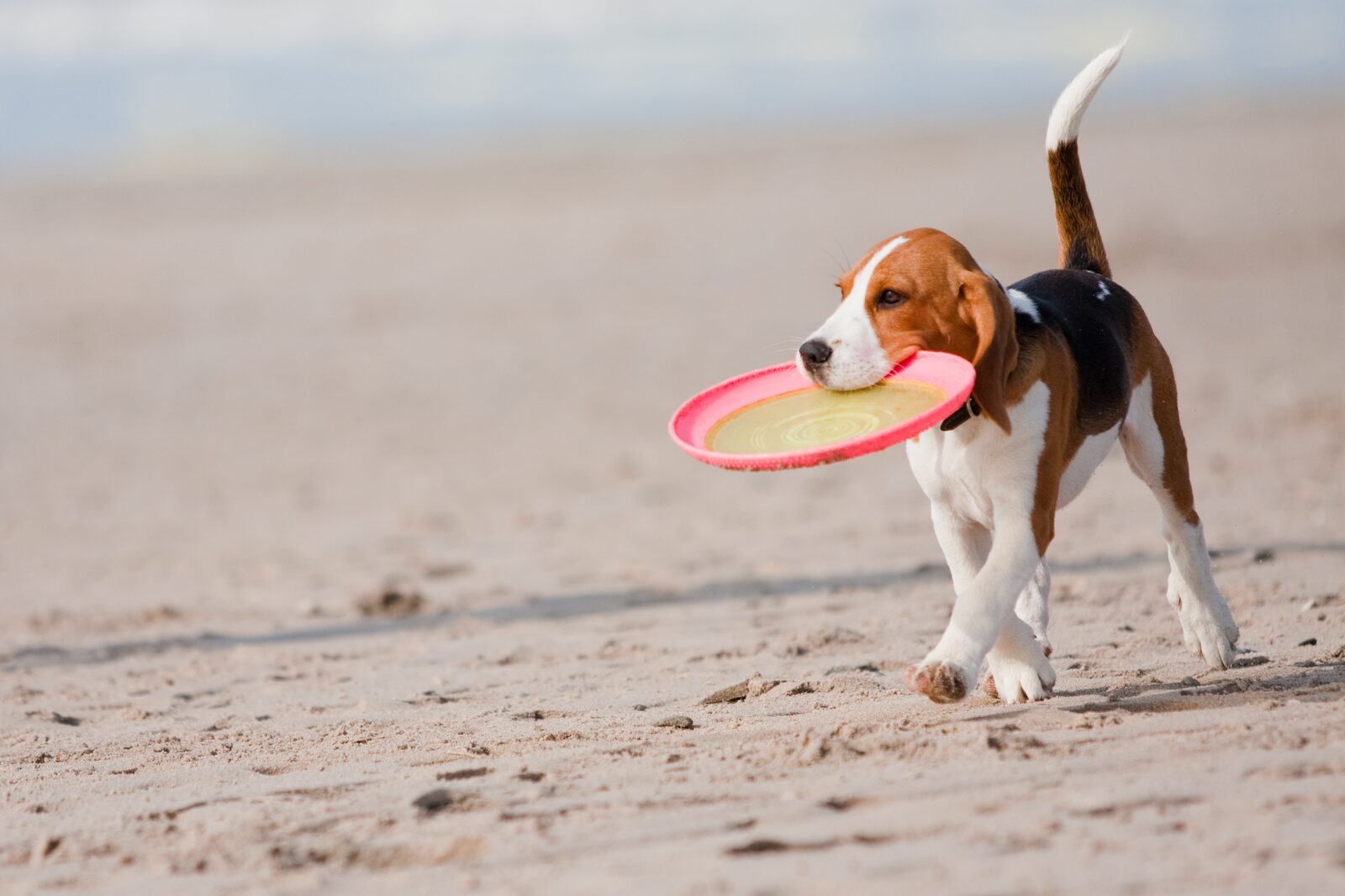 Dog holidays by the sea Zeeland