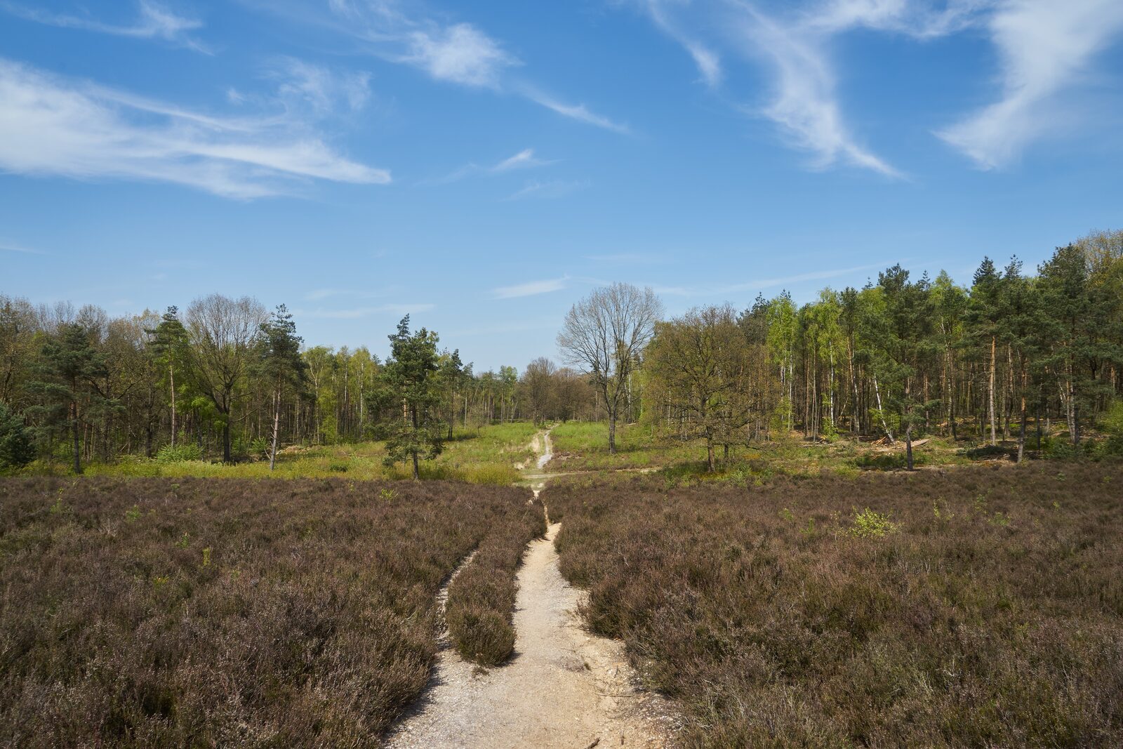 Bonte Vlucht