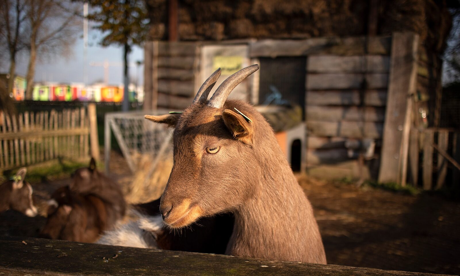 Klein geluk, grote avonturen in onze kinderboerderij en speeltuin