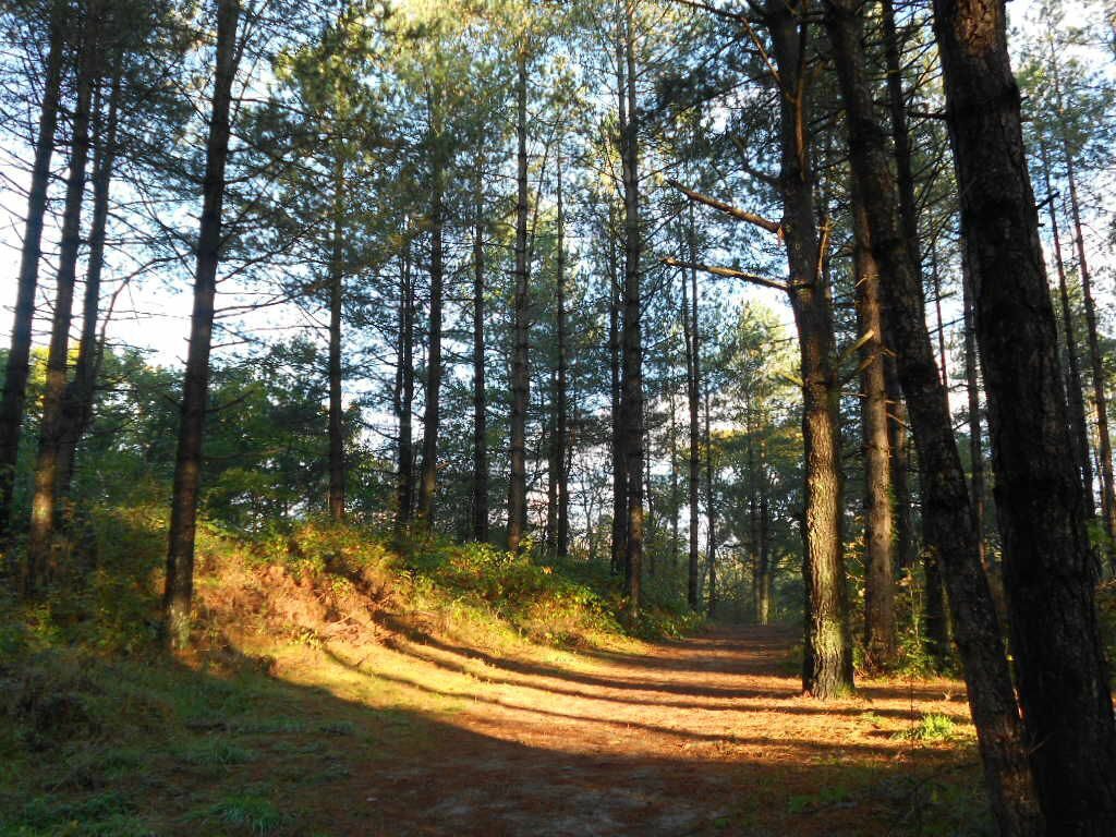 Het bos van Ecault