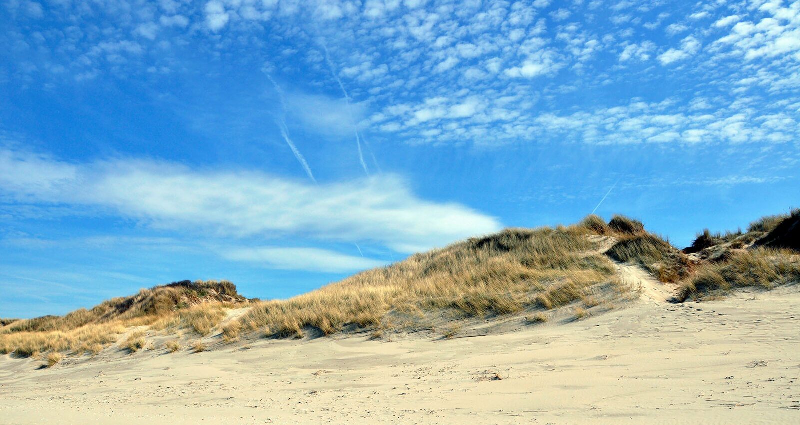 Toeristische Gids Bray-Dunes / Fauna & Flora