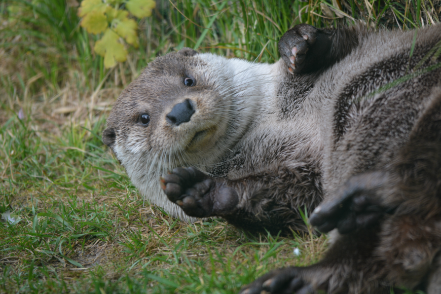 Zoo Fort-Mardyck