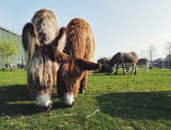 Walking with the donkeys