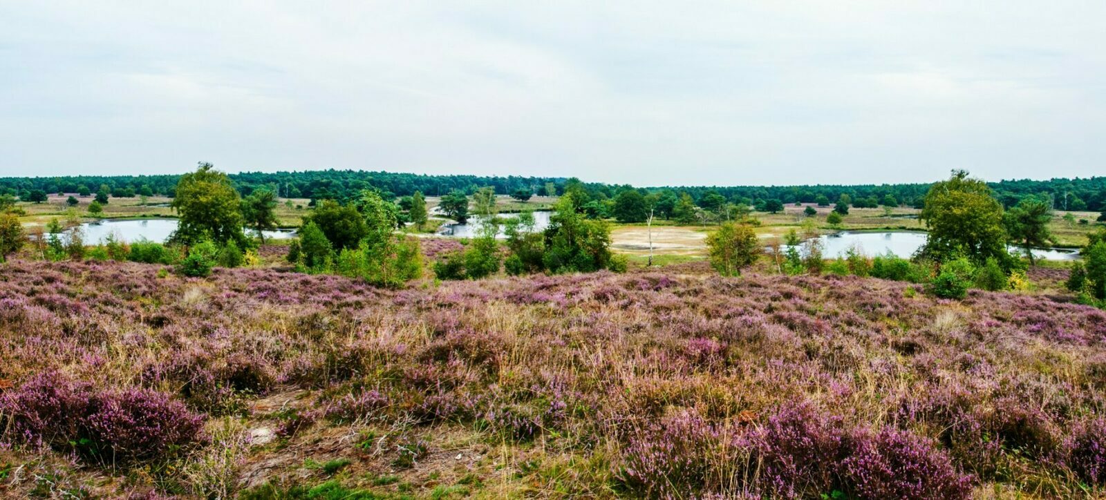 De Maasduinen National Park