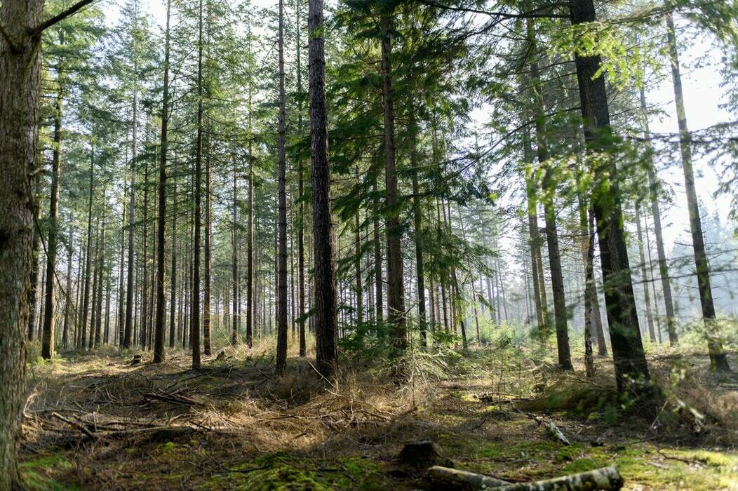 Hondenbos Hellendoornse Berg