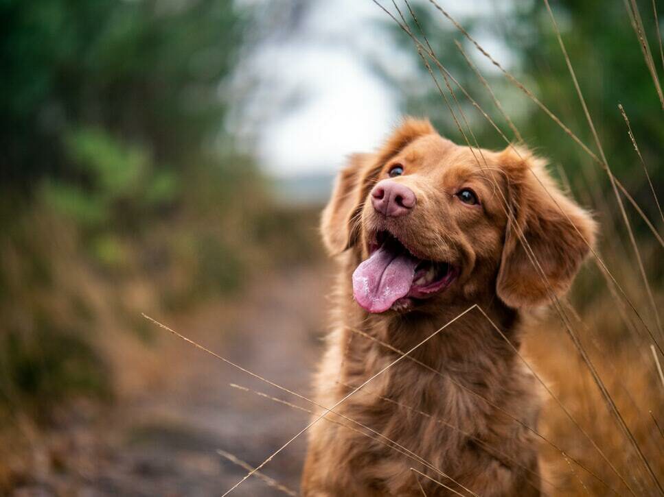 Hiking with the dog