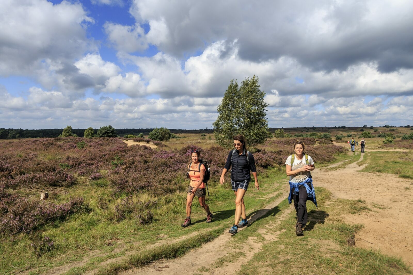 Midweek in the Veluwe