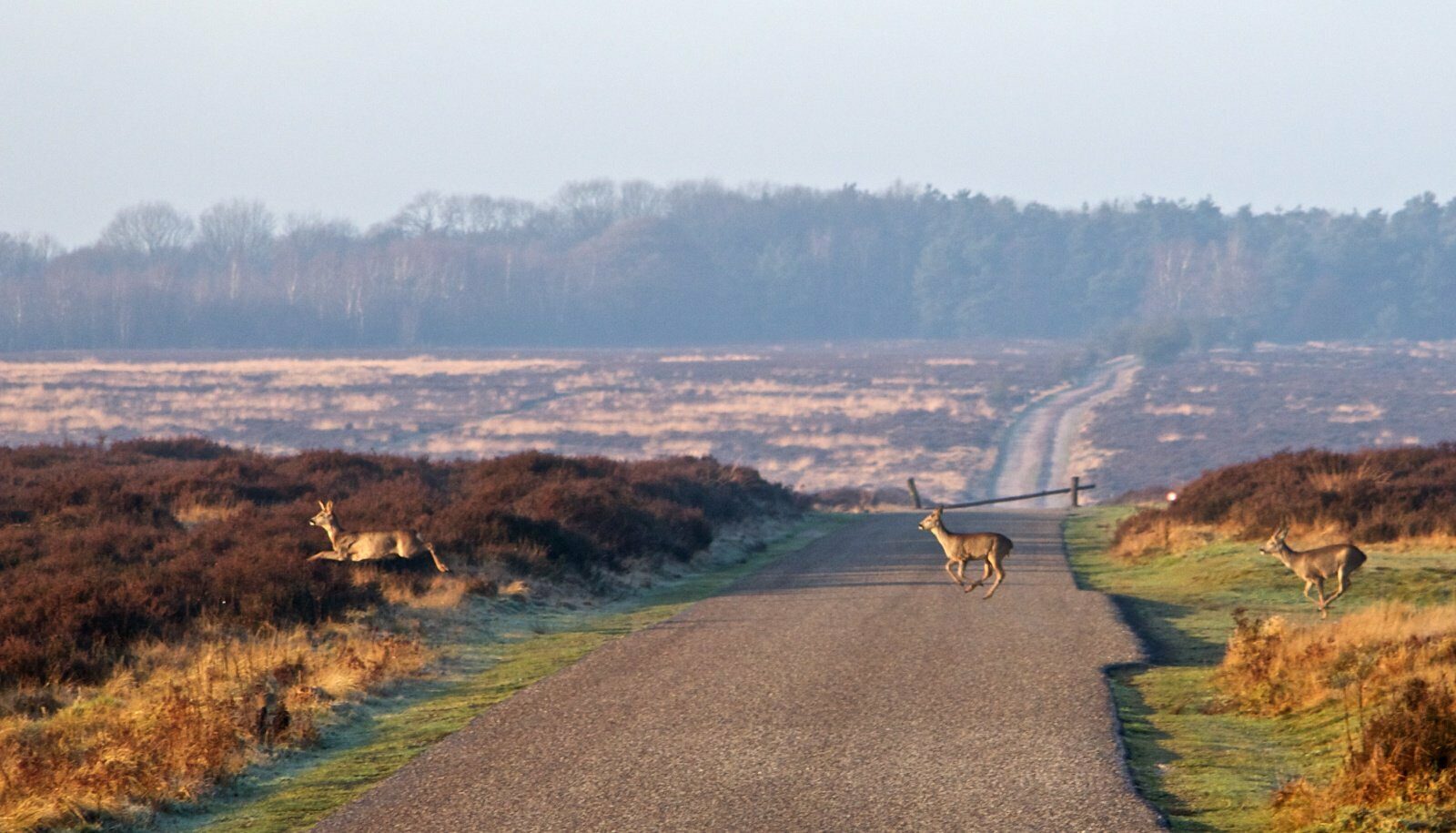 🌳 Beautiful nature at the Hoge Veluwe National Park