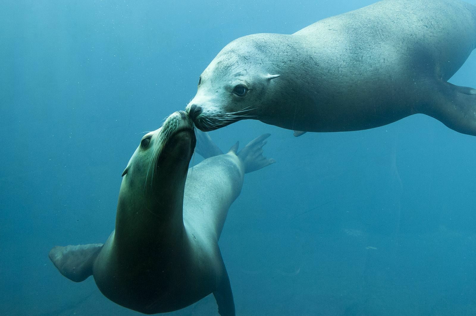 Two sea lions in the Sea Lions Reserve of the Nausicaá Aquarium.